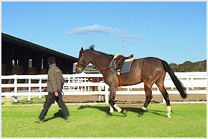 A healing and impressive horse riding experience